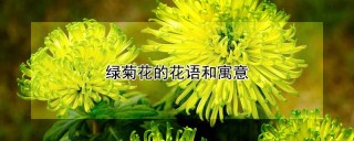 绿菊花的花语和寓意,第1图