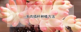 多肉插杆种植方法,第1图