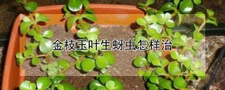 金枝玉叶生蚜虫怎样治,第1图