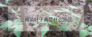 豆角苗叶子黄是什么原因,第1图