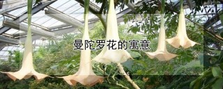 曼陀罗花的寓意,第1图