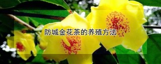 防城金花茶的养殖方法,第1图