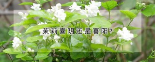 茉莉喜阴还是喜阳?,第1图