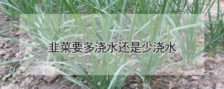 韭菜要多浇水还是少浇水,第1图