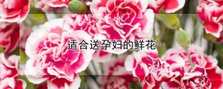 适合送孕妇的鲜花,第1图