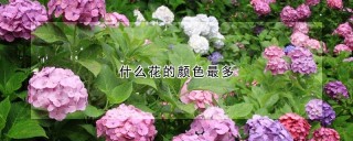 什么花的颜色最多,第1图