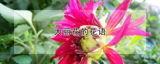 大丽花的花语,第1图