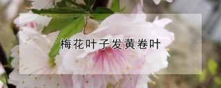 梅花叶子发黄卷叶,第1图