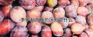 李子和西梅的区别是什么,第1图