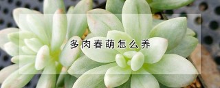 多肉春萌怎么养,第1图