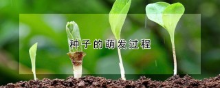 种子的萌发过程,第1图