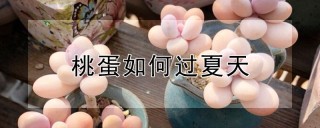 桃蛋如何过夏天,第1图