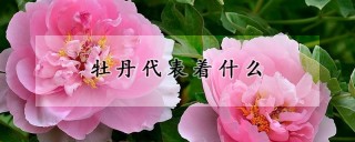 牡丹代表着什么,第1图