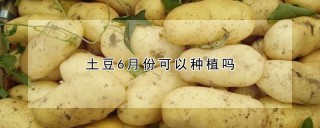 土豆6月份可以种植吗,第1图