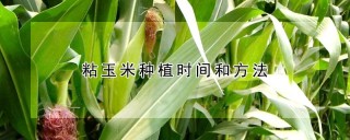 粘玉米种植时间和方法,第1图