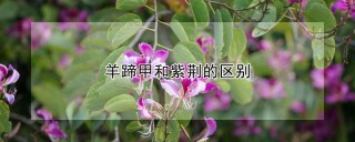 羊蹄甲和紫荆的区别,第1图