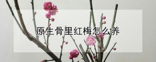 原生骨里红梅怎么养,第1图