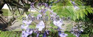 如何扦插蓝花楹技术,第1图