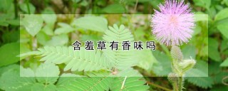 含羞草有香味吗,第1图