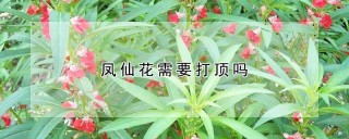 凤仙花需要打顶吗,第1图