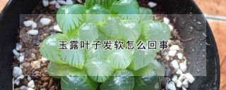 玉露叶子发软怎么回事,第1图