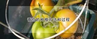 番茄的种植方法和过程,第1图