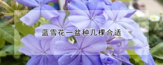 蓝雪花一盆种几棵合适,第1图