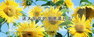 送太阳花的寓意是什么,第1图