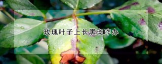 玫瑰叶子上长黑斑咋办,第1图