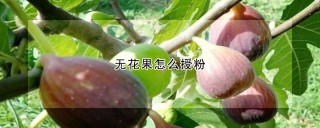 无花果怎么授粉,第1图