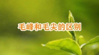 毛峰和毛尖的区别,第1图