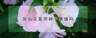 凤仙花是用种子繁殖吗,第1图