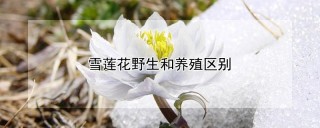 雪莲花野生和养殖区别,第1图