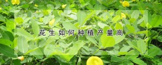 花生如何种植产量高,第1图