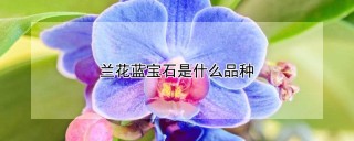 兰花蓝宝石是什么品种,第1图