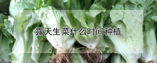 露天生菜什么时间种植,第1图