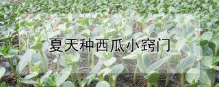 夏天种西瓜小窍门,第1图