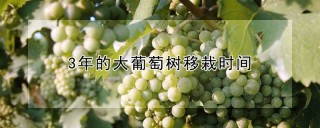 3年的大葡萄树移栽时间,第1图