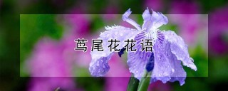 茑尾花花语,第1图