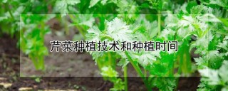 芹菜种植技术和种植时间,第1图