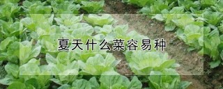 夏天什么菜容易种,第1图