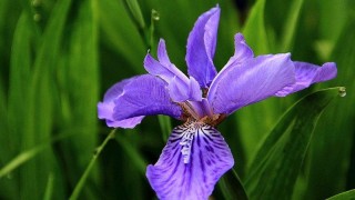 鸢尾花的花语是什么,第1图