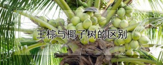 王棕与椰子树的区别,第1图