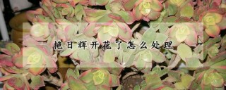 艳日辉开花了怎么处理,第1图