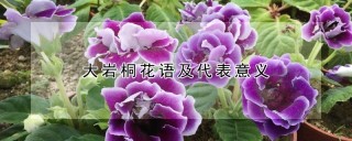 大岩桐花语及代表意义,第1图