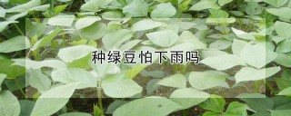 种绿豆怕下雨吗,第1图