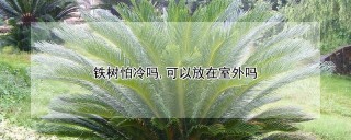 铁树怕冷吗,可以放在室外吗,第1图