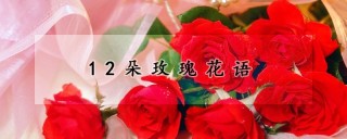 12朵玫瑰花语,第1图