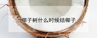 椰子树什么时候结椰子,第1图