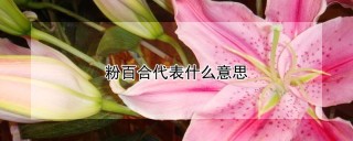 粉百合代表什么意思,第1图